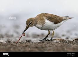 Attēlu rezultāti vaicājumam “Actitis hypoleucos”