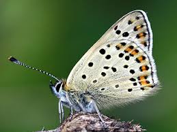 Attēlu rezultāti vaicājumam “Lycaena tityrus underside”