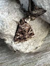 Attēlu rezultāti vaicājumam “Hadena rivularis”