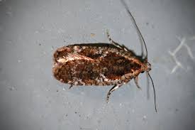 Attēlu rezultāti vaicājumam “Agonopterix hypericella”