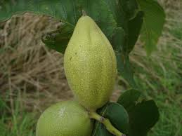 Attēlu rezultāti vaicājumam “Juglans cinerea fruit”