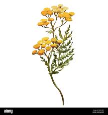 Attēlu rezultāti vaicājumam “Tanacetum vulgare flower”