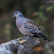 Image result for Streptopelia orientalis