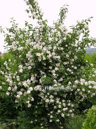 Attēlu rezultāti vaicājumam “Philadelphus coronarius flower”