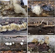 Attēlu rezultāti vaicājumam “Myxarium nucleatum”