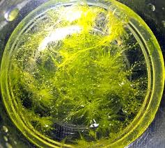 Attēlu rezultāti vaicājumam “Sphagnum cuspidatum”