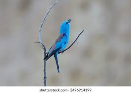 Attēlu rezultāti vaicājumam “Coracias garrulus adult”