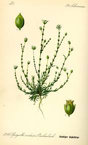 Attēlu rezultāti vaicājumam “Sagina nodosa”