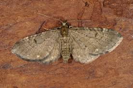 Attēlu rezultāti vaicājumam “Eupithecia tenuiata”