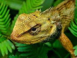 Image result for reptile scales