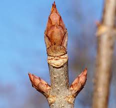 Attēlu rezultāti vaicājumam “Aesculus flava bud”