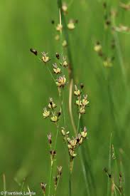 Attēlu rezultāti vaicājumam “Juncus gerardii bud”