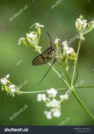 Attēlu rezultāti vaicājumam “Ephemera sp.”