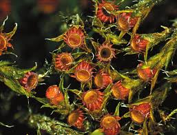 Attēlu rezultāti vaicājumam “Dicranella staphylina macro”