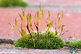 Attēlu rezultāti vaicājumam “Tortula muralis sporophyte”