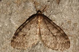 Attēlu rezultāti vaicājumam “Operophtera”