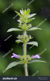 Attēlu rezultāti vaicājumam “Acinos arvensis”