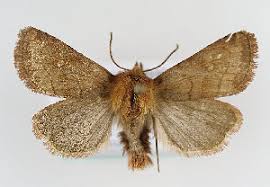 Attēlu rezultāti vaicājumam “Eriopygodes imbecilla”