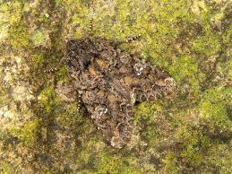 Attēlu rezultāti vaicājumam “Mamestra brassicae exuvia”