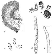 Attēlu rezultāti vaicājumam “Vouauxiomyces santessonii”