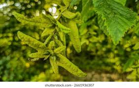 Attēlu rezultāti vaicājumam “Carpinus betulus fruit”