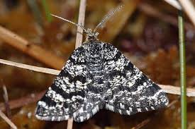 Attēlu rezultāti vaicājumam “Epirranthis diversata”