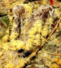 Attēlu rezultāti vaicājumam “Ceratiomyxa porioides plasmodium”