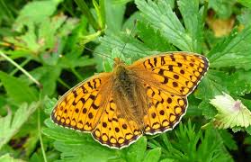 Attēlu rezultāti vaicājumam “Argynnis niobe underside”