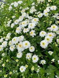 Image result for Tanacetum parthenium