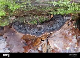 Attēlu rezultāti vaicājumam “Phellinus nigrolimitatus”