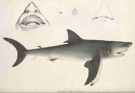 Image result for Carcharodon carcharias