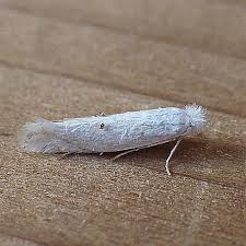 Attēlu rezultāti vaicājumam “Bucculatricidae”