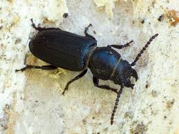 Attēlu rezultāti vaicājumam “Spondylis buprestoides”