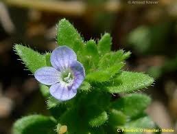 Attēlu rezultāti vaicājumam “Veronica arvensis flower”