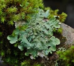 Attēlu rezultāti vaicājumam “Punctelia subrudecta”