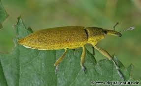 Attēlu rezultāti vaicājumam “Lixus iridis”