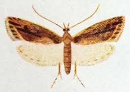 Attēlu rezultāti vaicājumam “Oecophoridae”