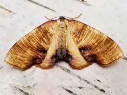 Attēlu rezultāti vaicājumam “Plagodis dolabraria”