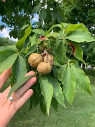 Attēlu rezultāti vaicājumam “Aesculus flava fruit”