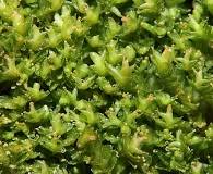 Attēlu rezultāti vaicājumam “Tritomaria”