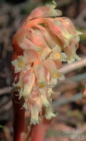 Attēlu rezultāti vaicājumam “Monotropa hypopitys flower”