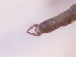 Attēlu rezultāti vaicājumam “Trichocera regelationis”