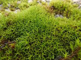 Attēlu rezultāti vaicājumam “Didymodon rigidulus sporophyte”