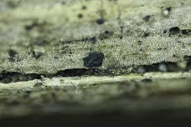 Attēlu rezultāti vaicājumam “Liceaceae”