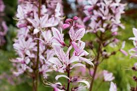 Image result for Diptam