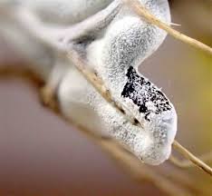 Attēlu rezultāti vaicājumam “Lamproderma pseudomaculatum macro”