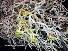 Attēlu rezultāti vaicājumam “Evernia prunastri”