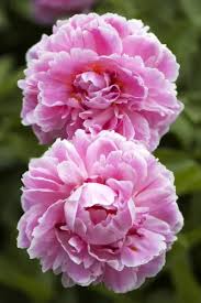 Attēlu rezultāti vaicājumam “Paeonia lactiflora flower”