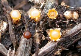 Attēlu rezultāti vaicājumam “Sphaerobolus stellatus”