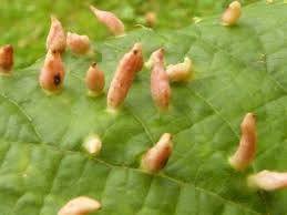 Attēlu rezultāti vaicājumam “Eriophyes tiliae”